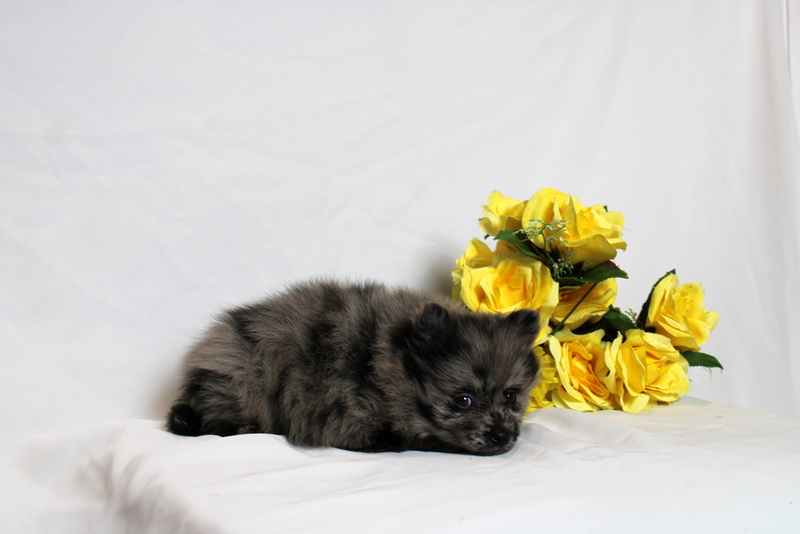 puppy, for, sale, Pomernain, Matthew B. Stoltzfus, dog, breeder, Gap, PA, dog-breeder, puppy-for-sale, forsale, nearby, find, puppyfind, locator, puppylocator, aca
